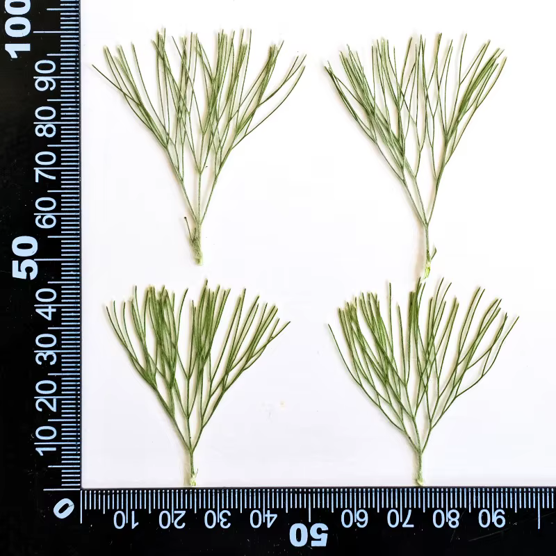 24 pièces, fleurs séchées pressées naturelles Kochia