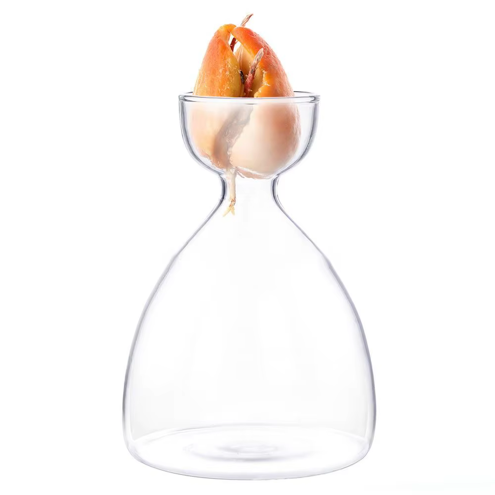 Vase de germination pour graines d'avocat