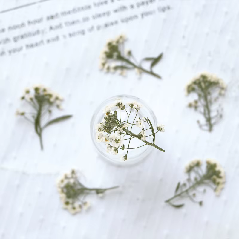 12 pièces, fleur pressée douce Alyssum naturelle