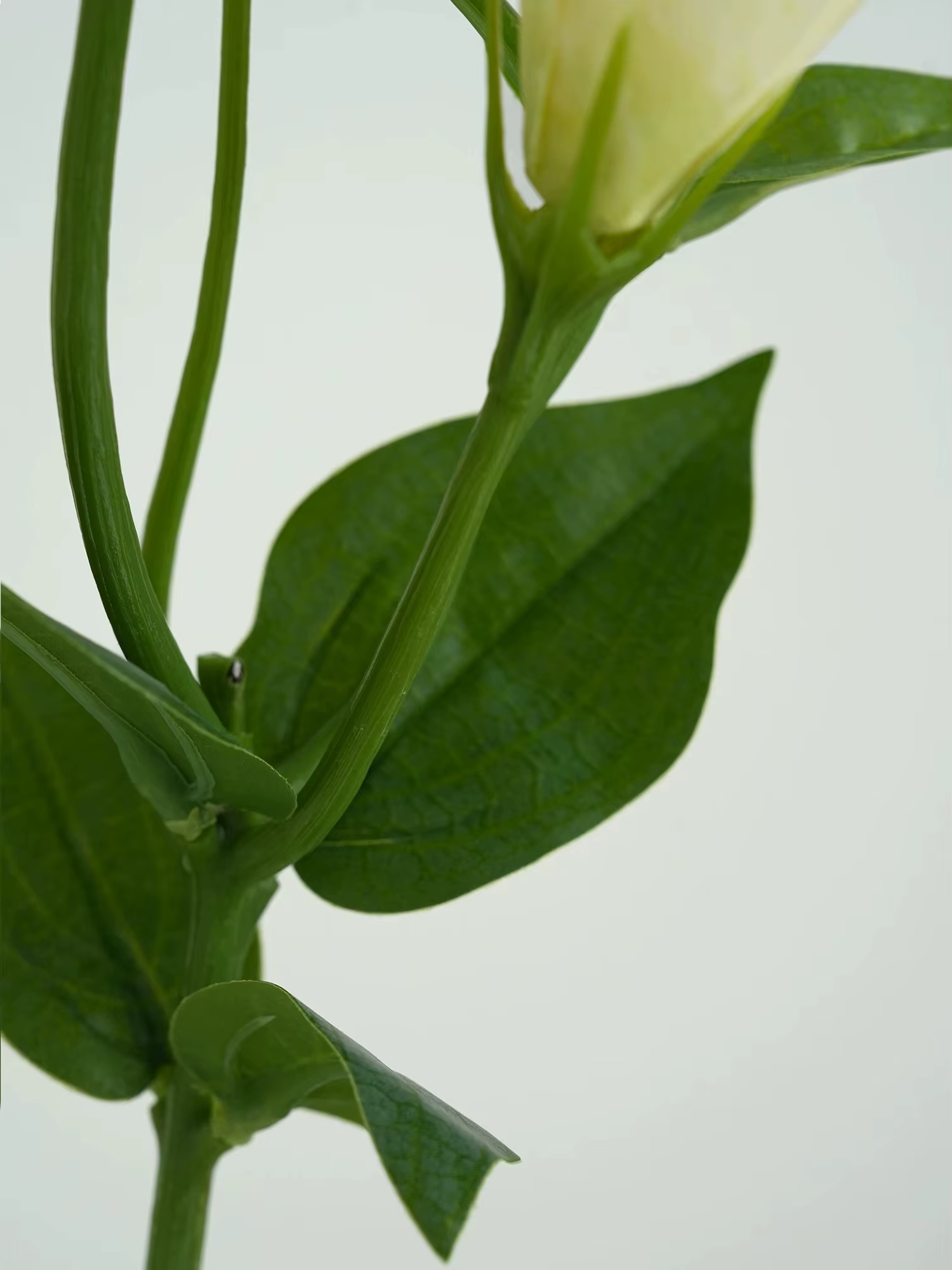 Fleurs artificielles de lisianthus blanches