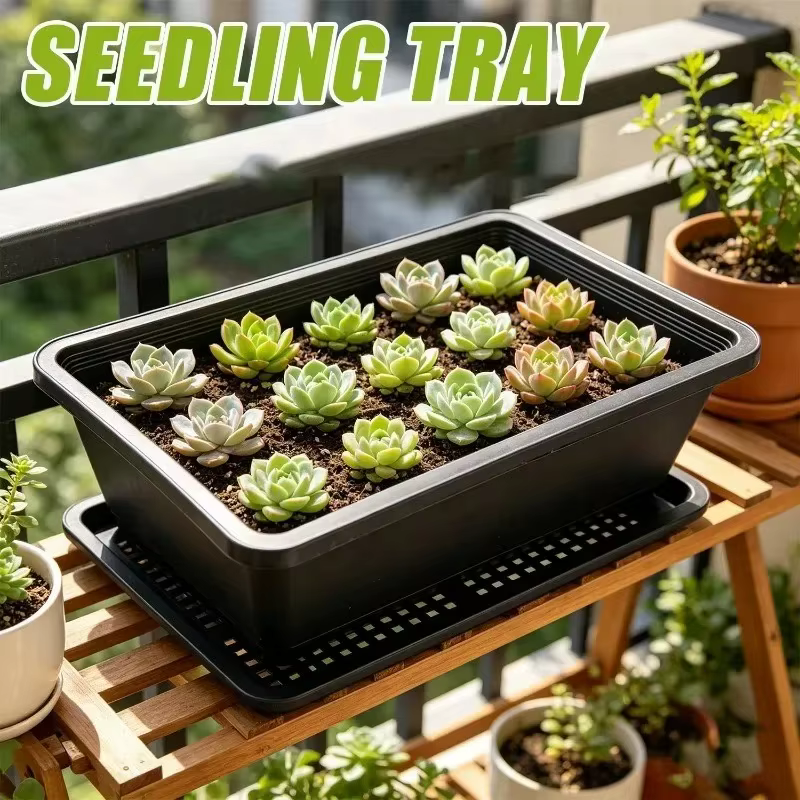 Plateau de semis réutilisable pour plantes succulentes