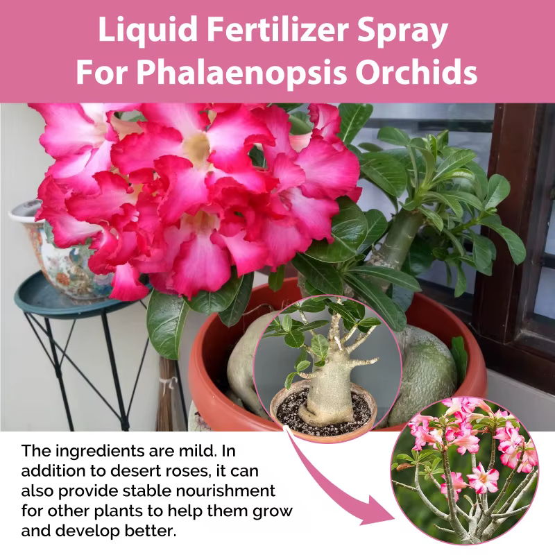 Spray d'engrais Desert Rose – Aide à la croissance des roses du désert