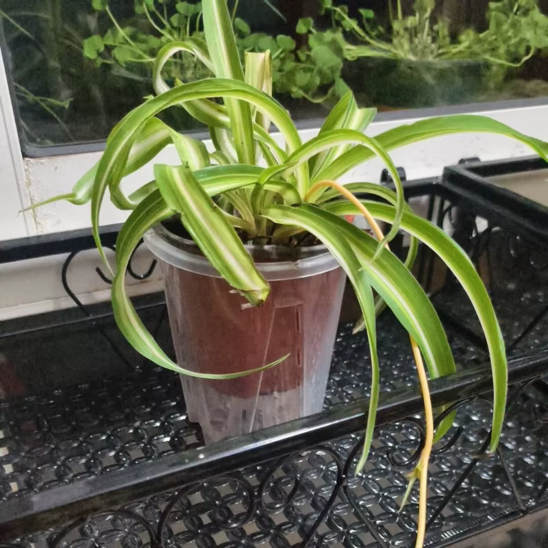 Plantes artificielles suspendues au mur