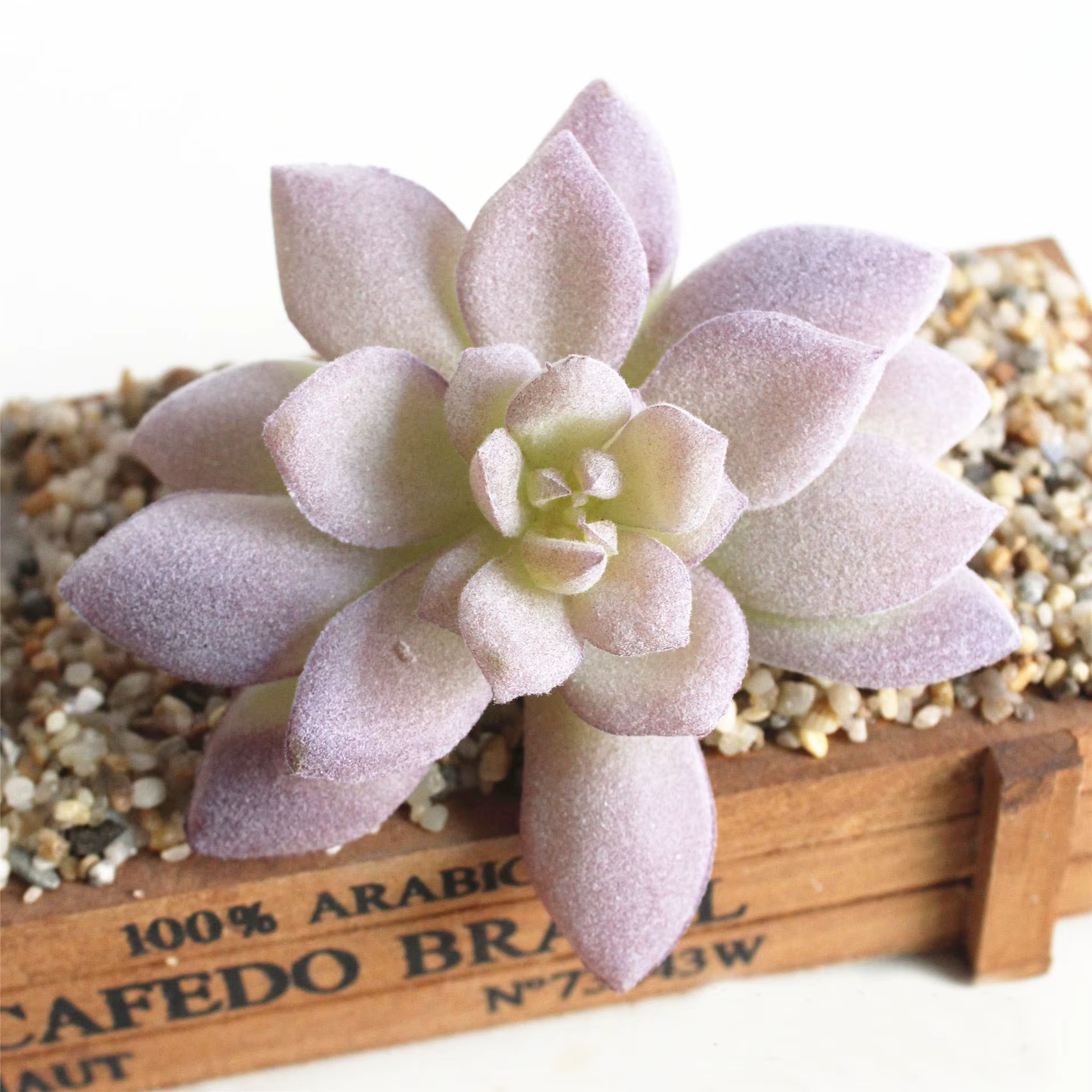 Plantes succulentes artificielles floquées en violet