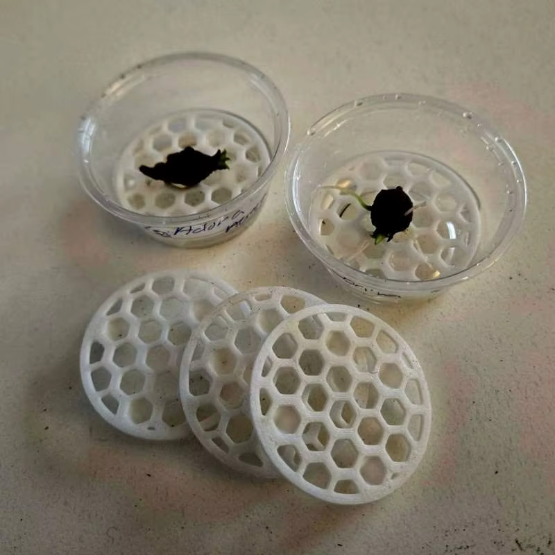 Support de Levage pour Bulbes d'Alocasia