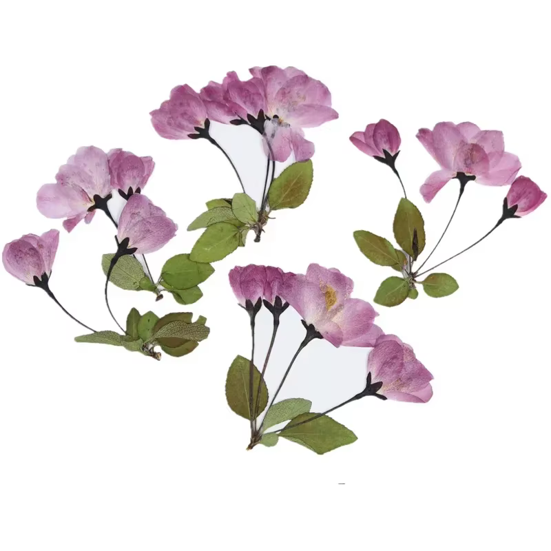 Fleur de bégonie naturelle PMurcia avec tige