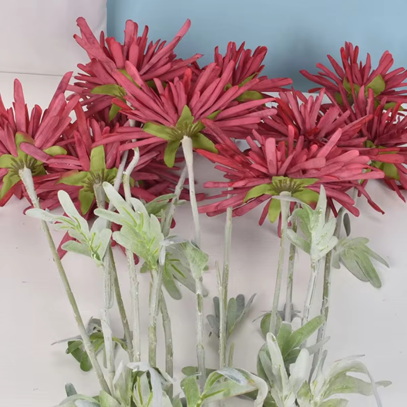 Griffe de crabe chrysanthème