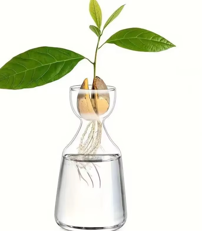 Vase de démarrage de graines d'avocat quatre pièces - Créez votre propre arbre