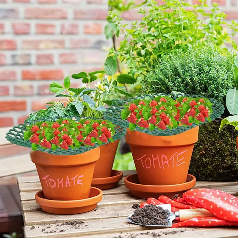 Support pour plantes à fraises