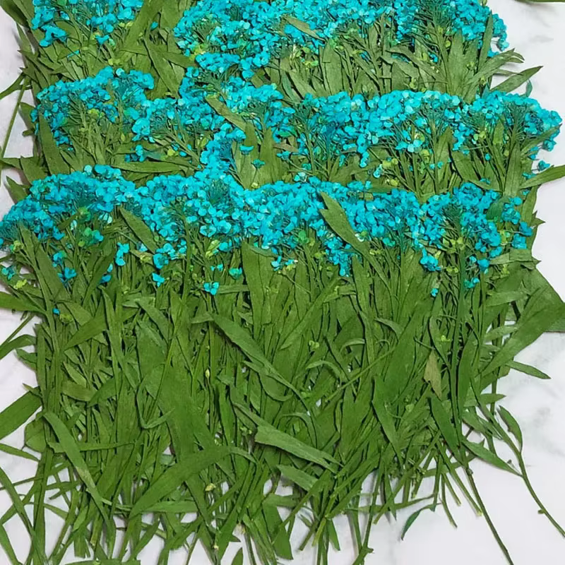 PMurcia-Fleur de Maritima séchée
