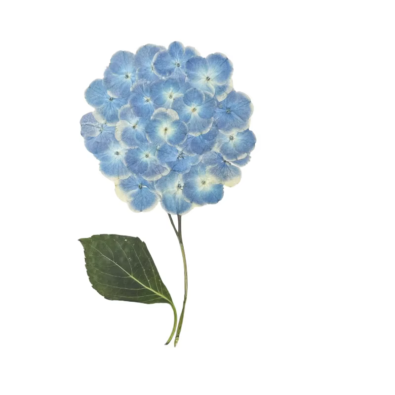 1 sac, fleurs d'hortensia Dryd à branche entière
