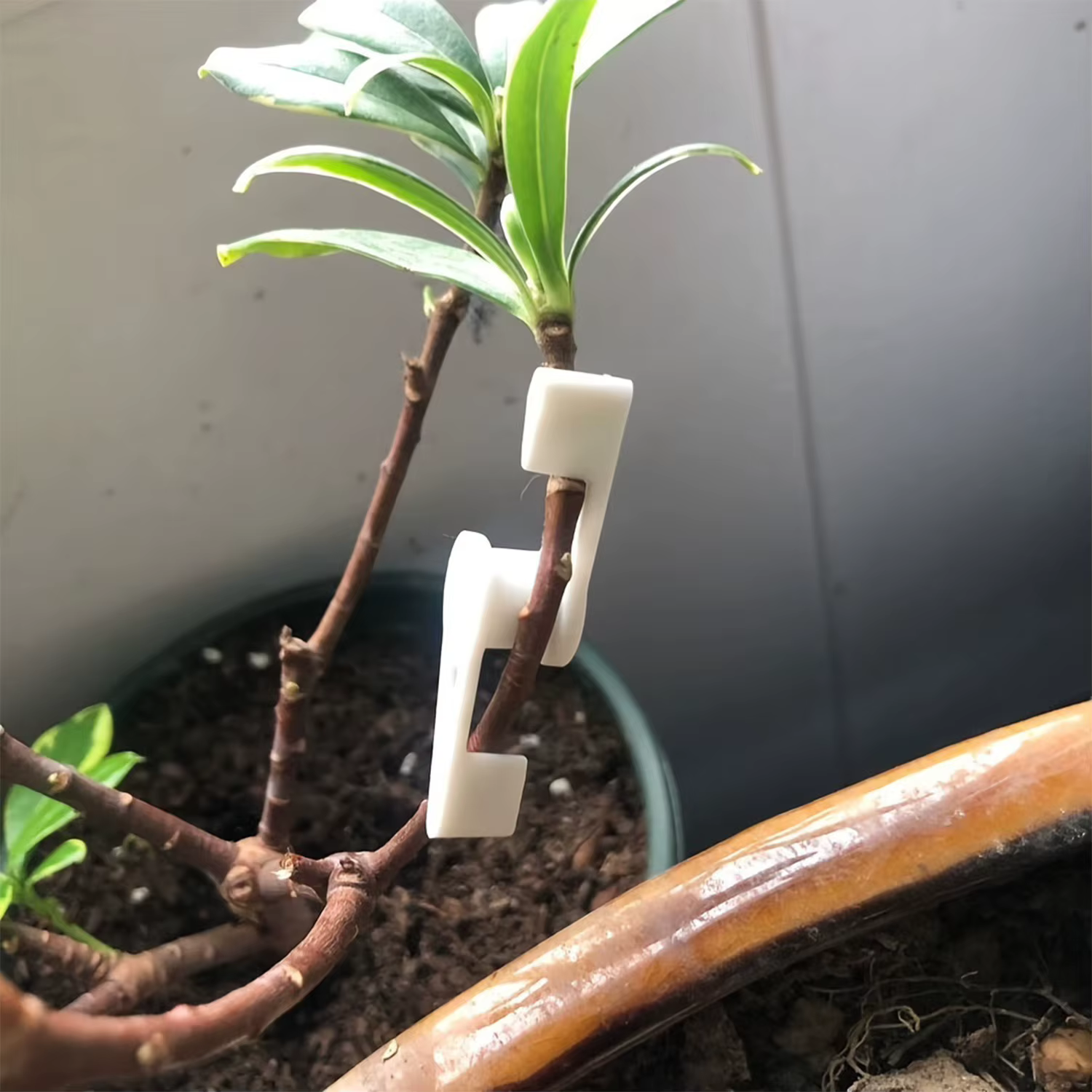 Clips d'entraînement de cintreuse de Branches de plantes