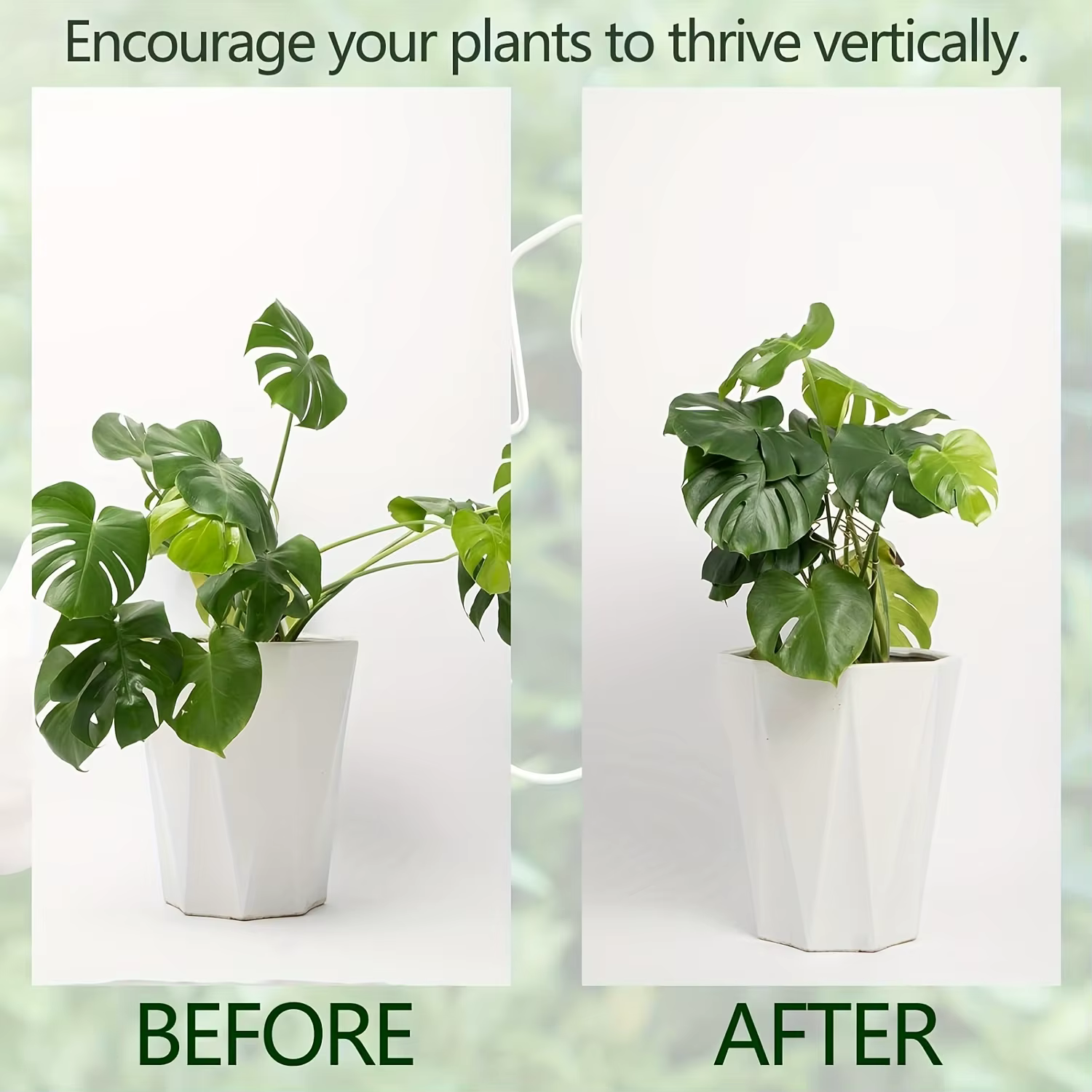 Système de support Monstera robuste – Entraîneur de plantes grimpantes en métal