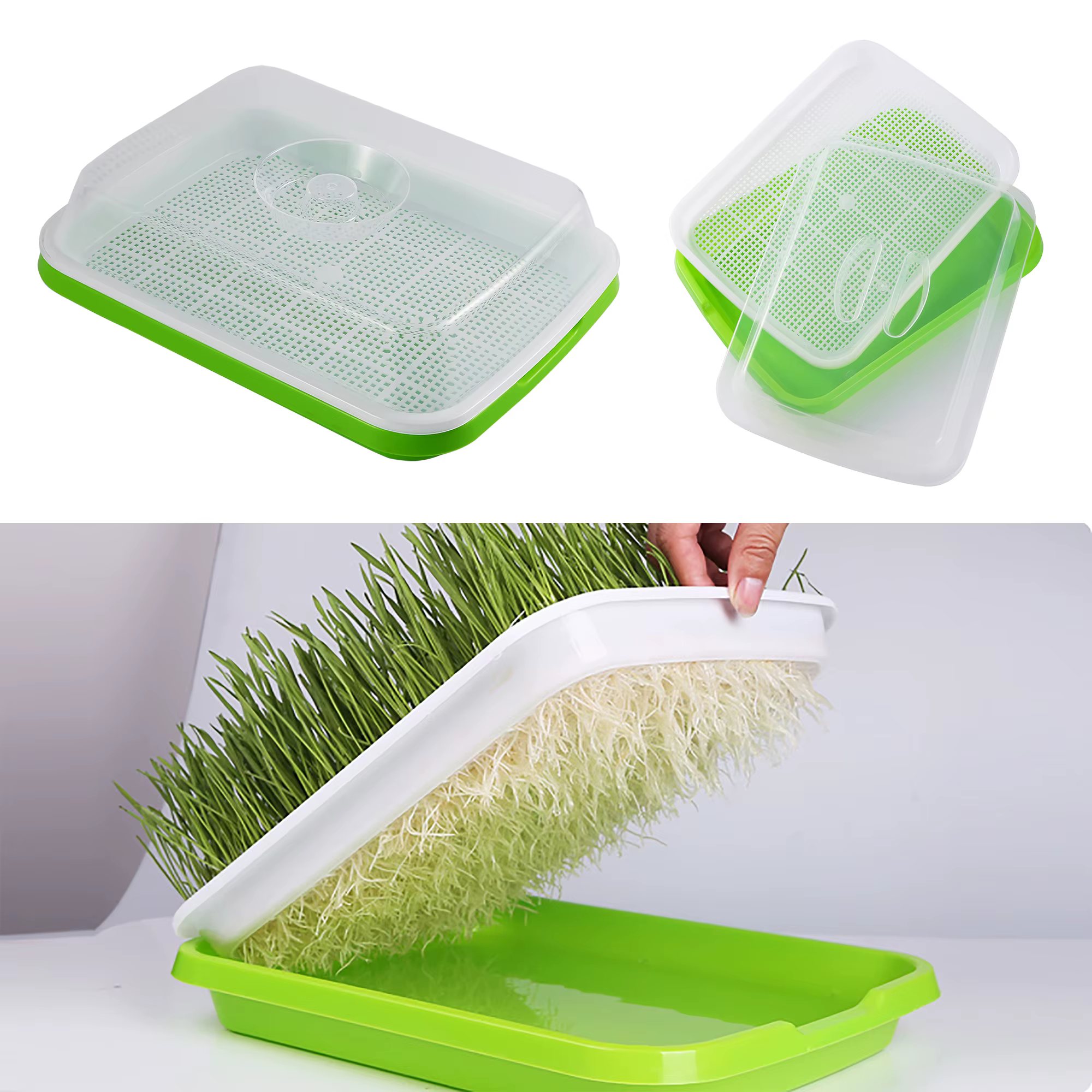 Plateau de germination