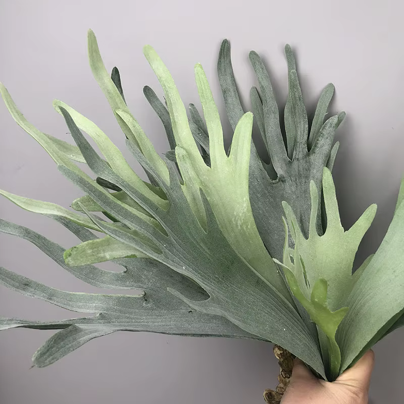 Plantes succulentes réalistes