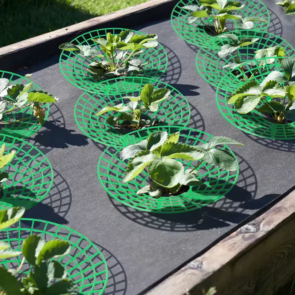 Supports pour plantes à fraises