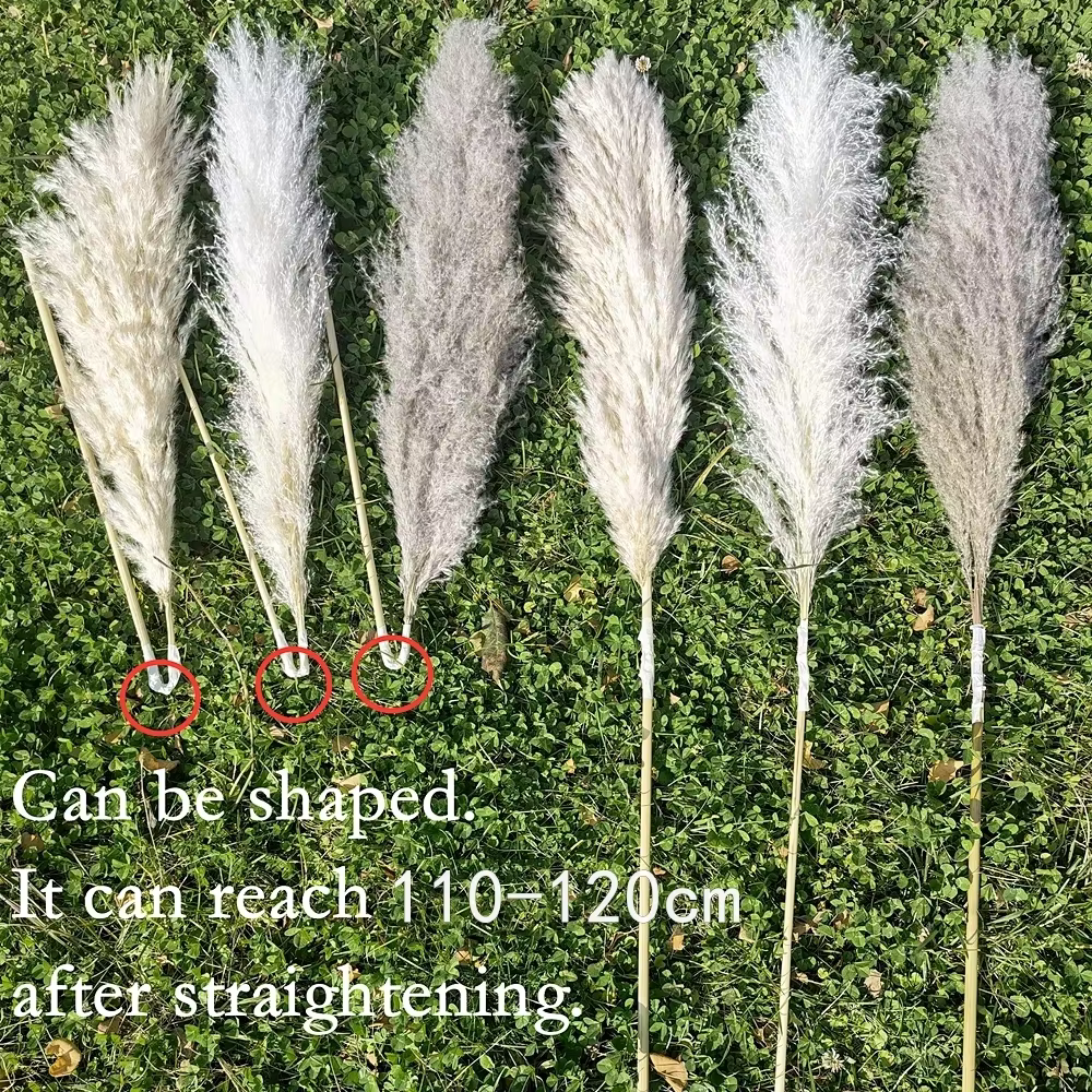 Grand Plume d'herbe de Pampa séchée de 110 à 120cm