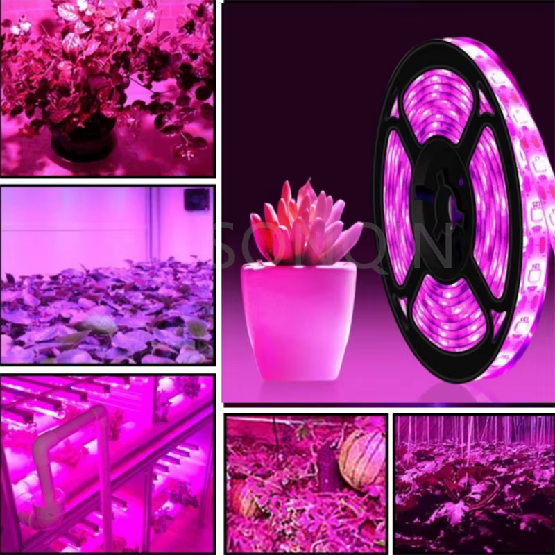 12V Led plante poussent la lumière spectre complet Phyto lampe 1m 2m 3m 5M bande pour graines fleur serre tente plantes hydroponiques éclairage