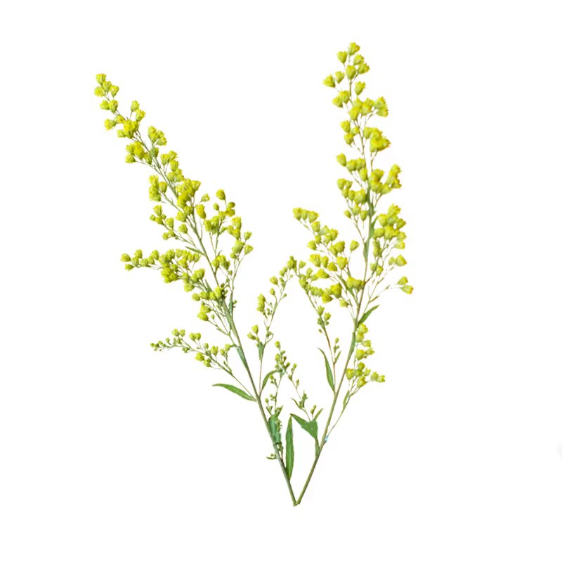 12 pièces, fleurs séchées pressées de rose dorée naturelle