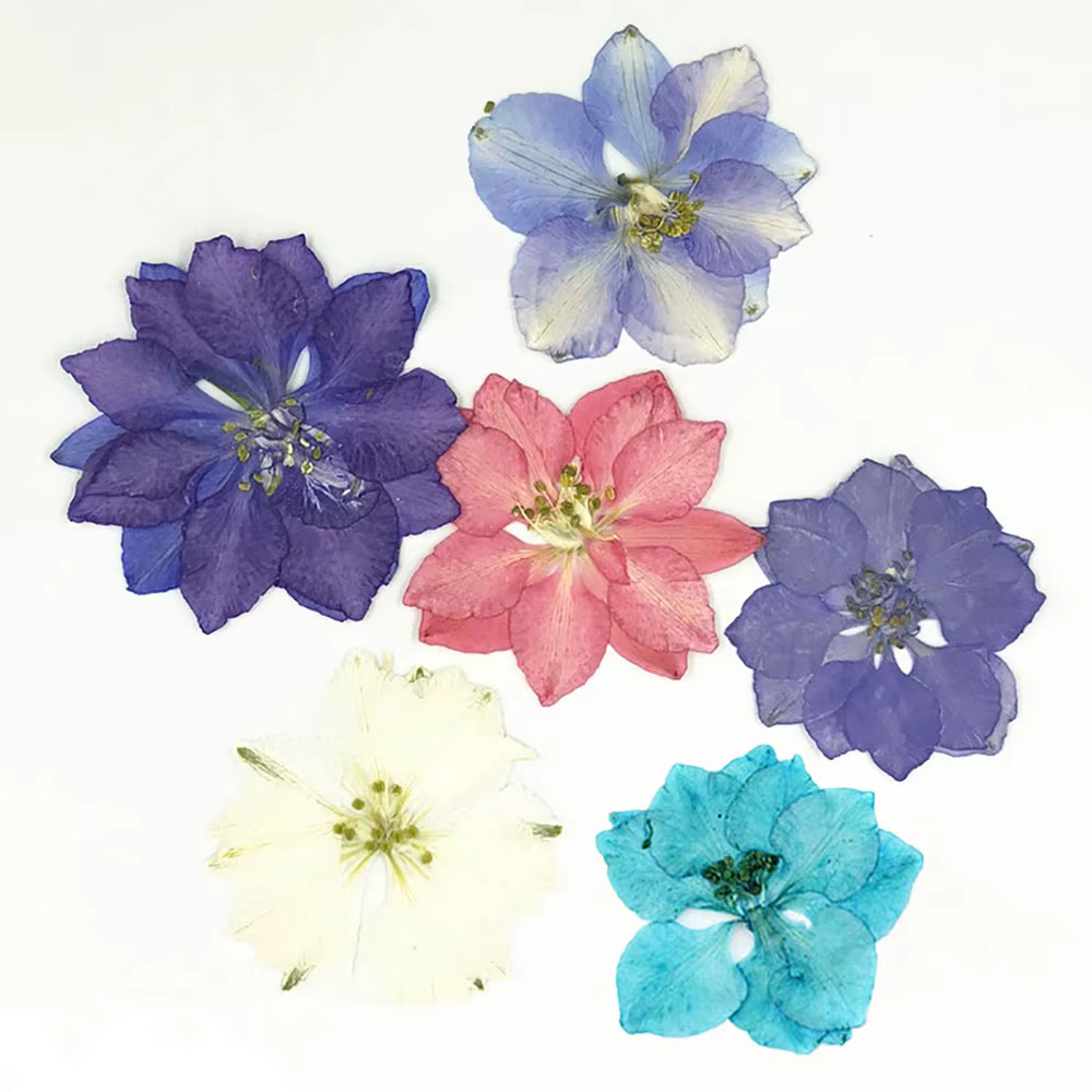 Plantes sèches de fleurs séchées naturelles amusantes