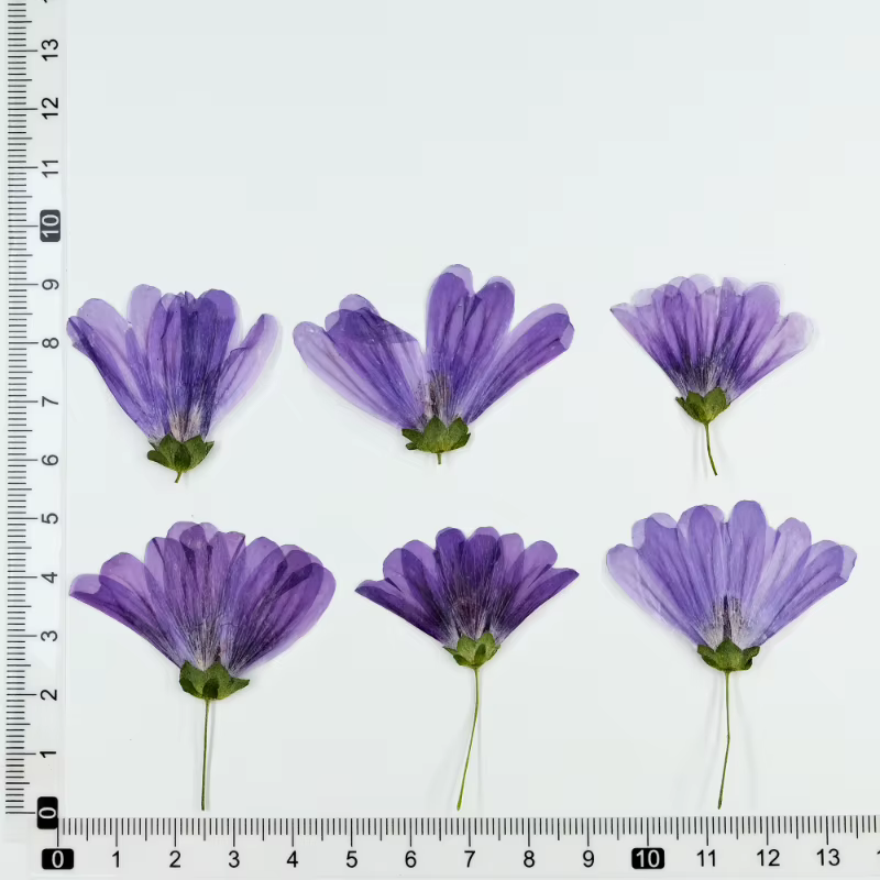 Pétale de Fleur de Mauve Murcia