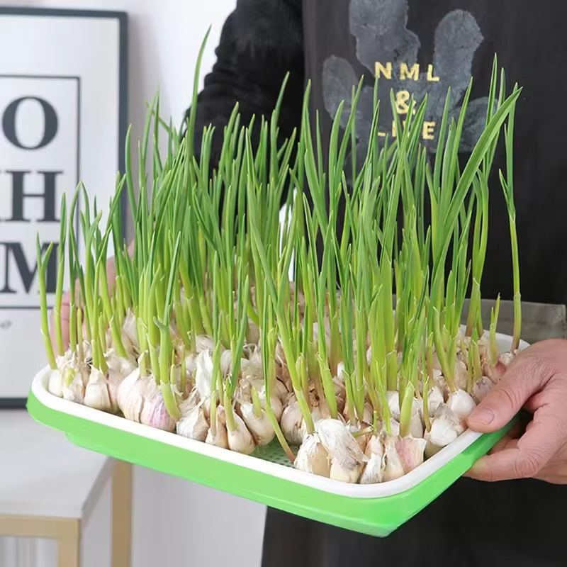 Kit de germination rapide pour semis