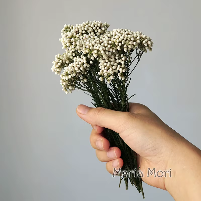 Fleur de Millet de riz