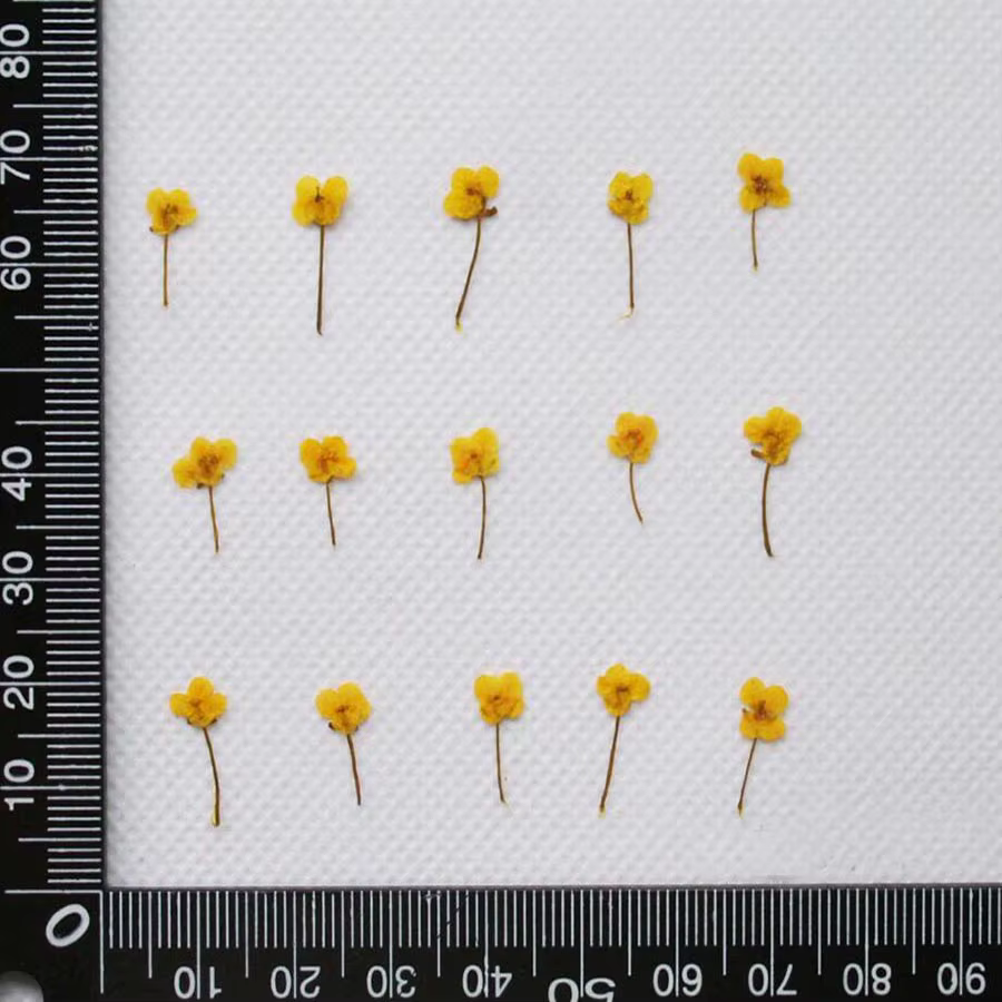 Mini plante de fleur de Lobularia Maritima séchée pressée