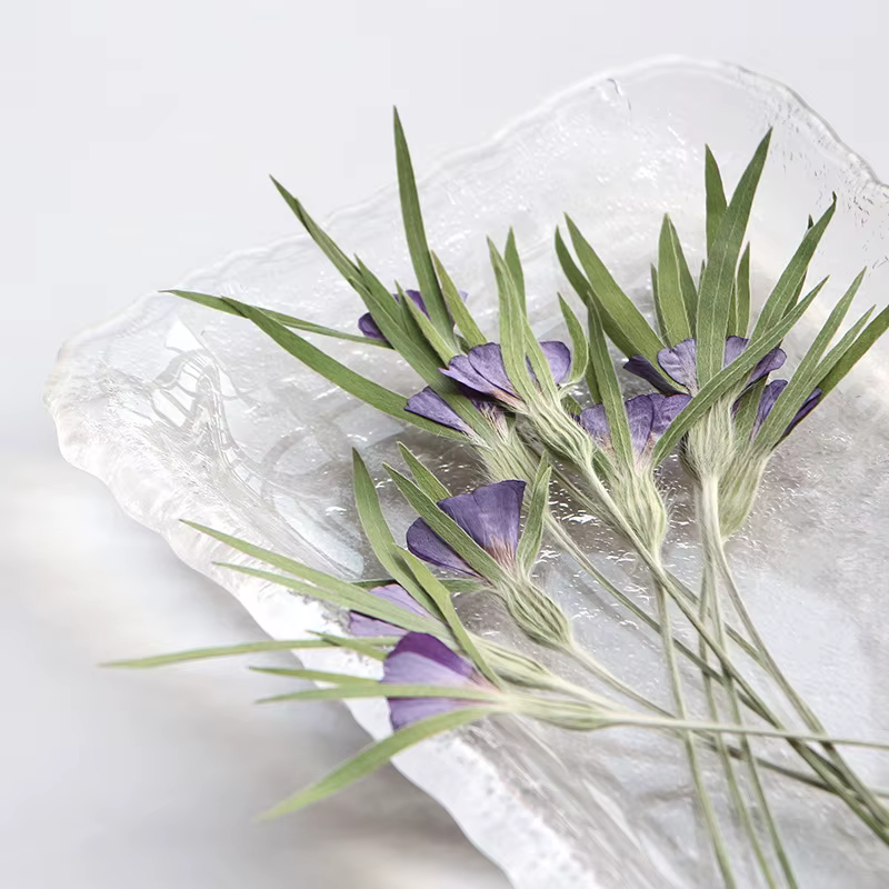 12 pièces, fleurs séchées naturelles d'Agrostemma Githigo pressées