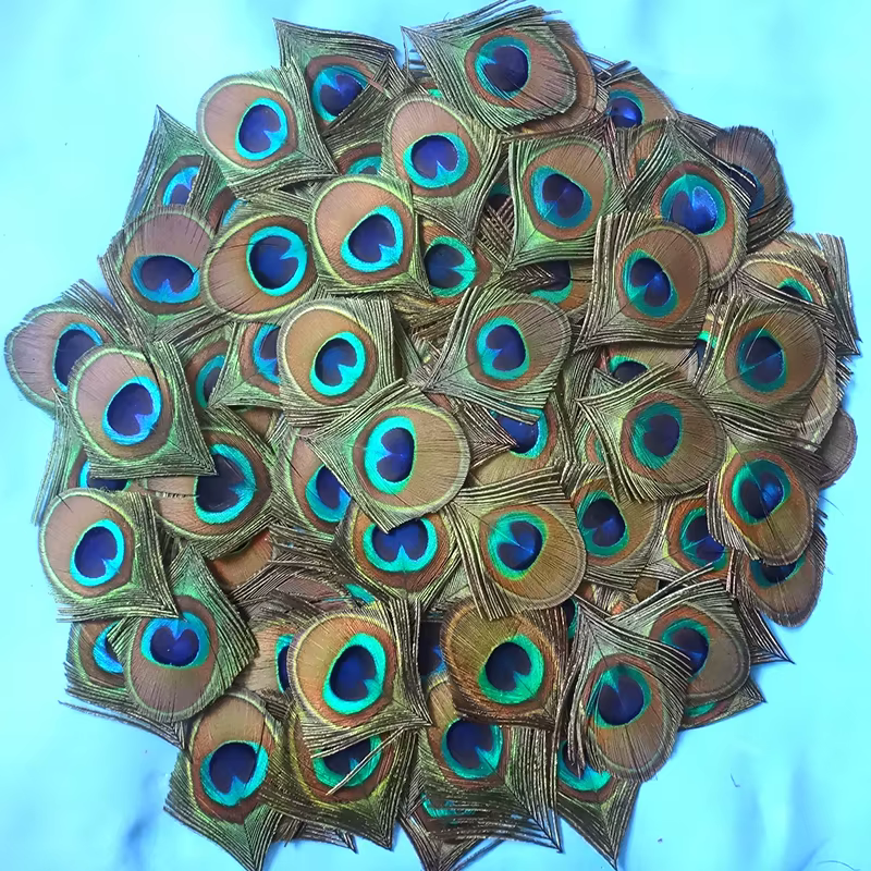 Grand Oeil de Plume de paon naturel bleu