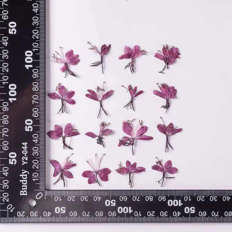 Véritables fleurs de Murcia séchées naturelles