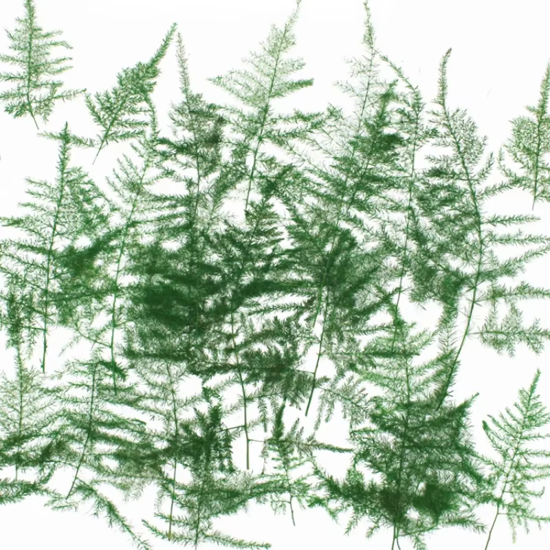 4-5 cm/12 pièces, feuilles pressées d'asperges naturelles