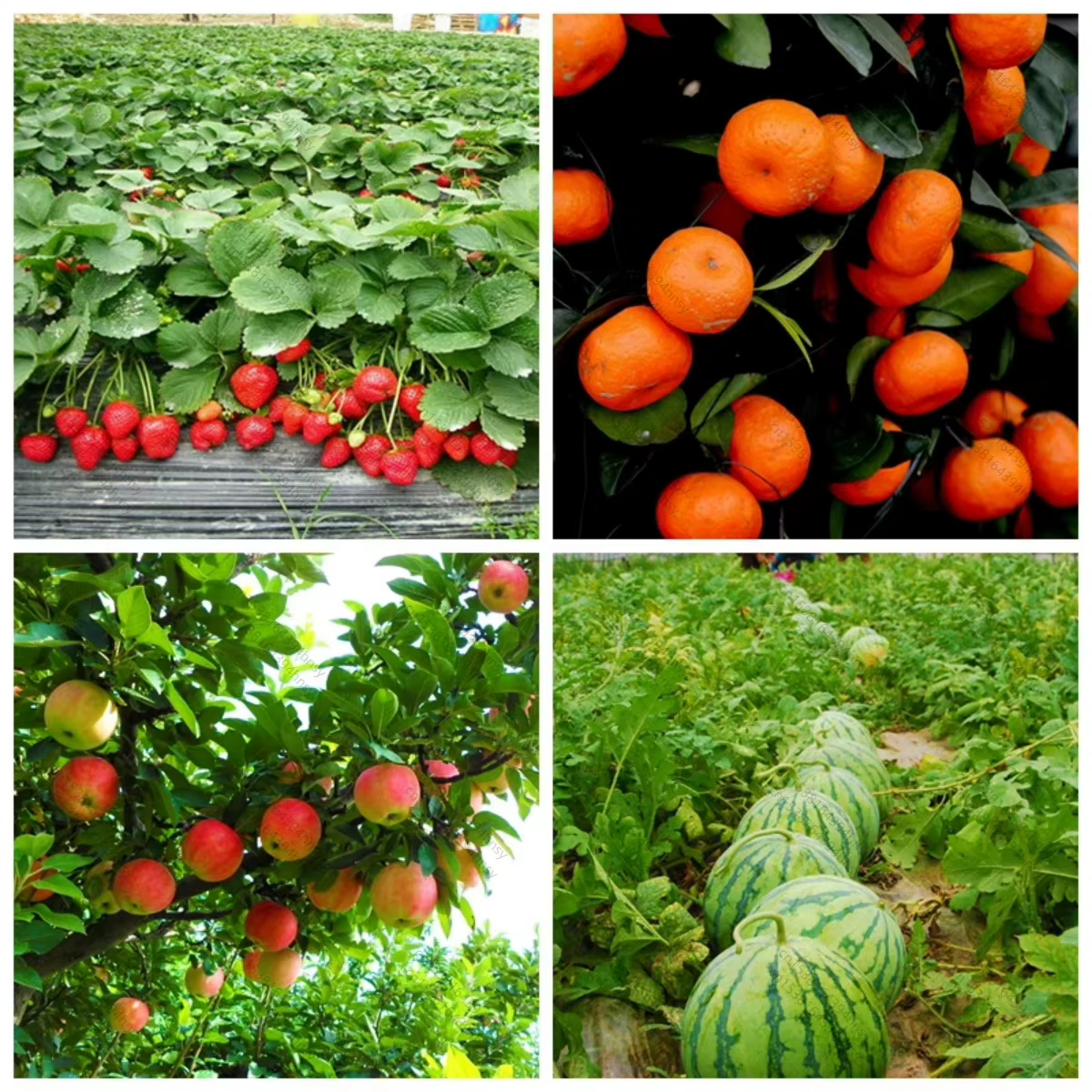Engrais de récolte de tomates 4-CPA