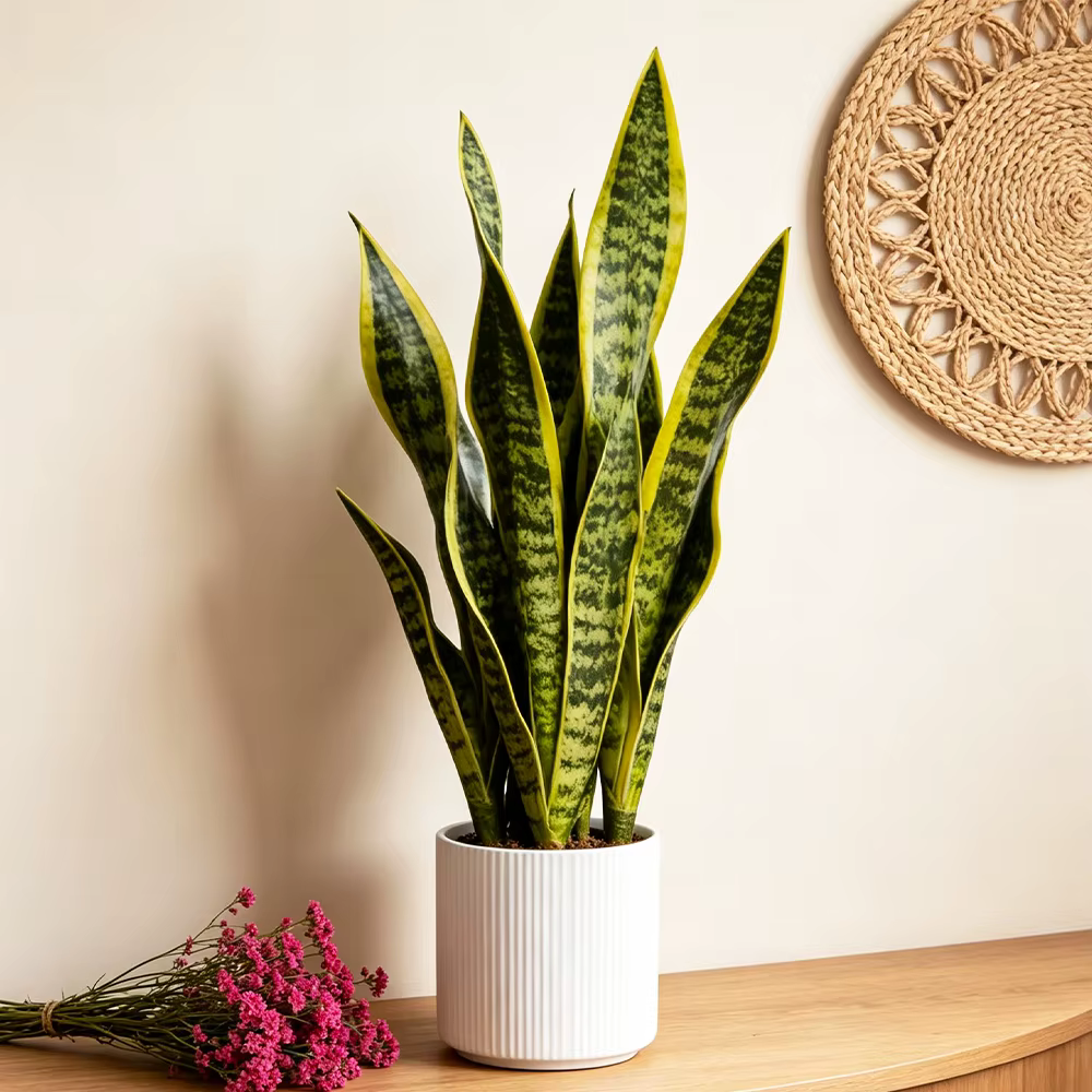 Plantes artificielles Sansevieria 31/37cm