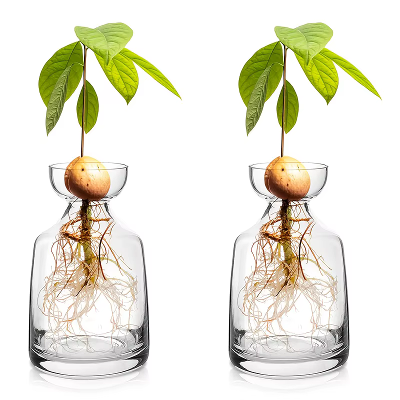 Vase de démarrage de graines d'avocat en deux pièces - Créez votre propre arbre
