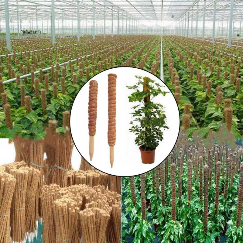 Poteau de soutien en fibre de coco pour plantes grimpantes