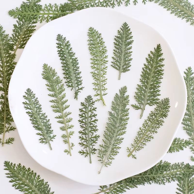 24 pièces, Feuilles de fleurs de curry pressées et séchées