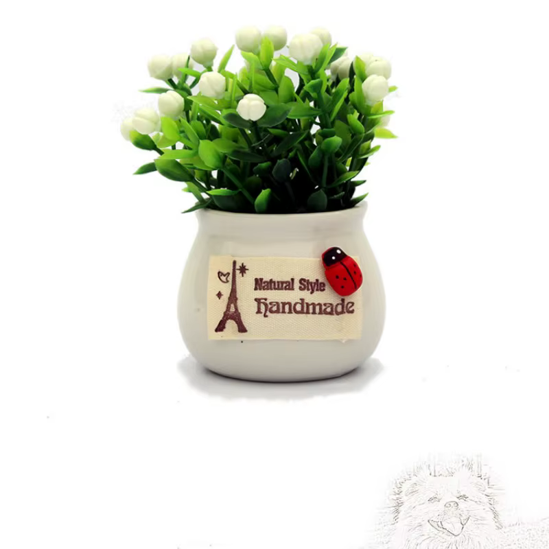 Plante porte-bonheur en pot