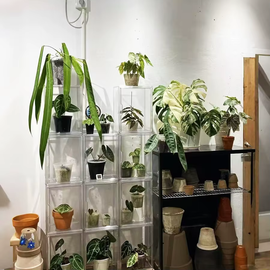 Boîte d'incubation de plantes
