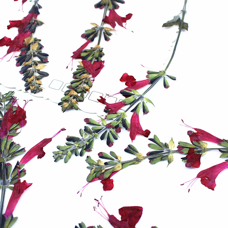 Fleur de Sauge Rouge vaccée en Relief