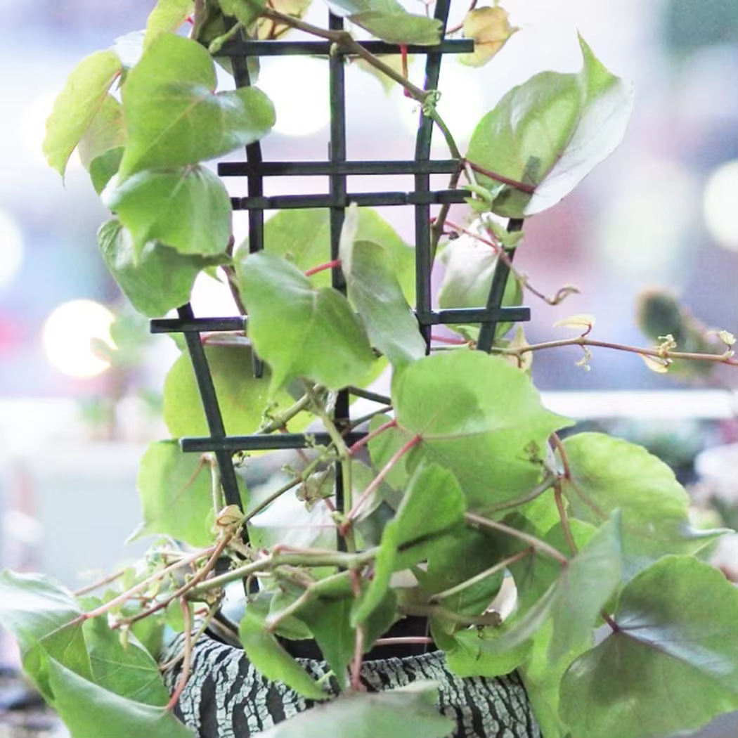 Cadre de support de plante en plastique pour jardin vert