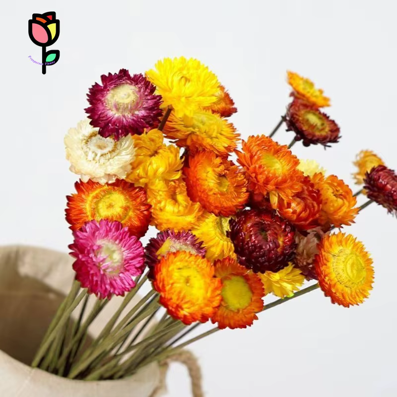 Fleurs de marguerite naturelles, 15 tiges, marguerites multicolores, tournesols artificiels, fleurs sèches d'automne, fleurs oranges, bouquets DIY pour vase, décoration de la maison