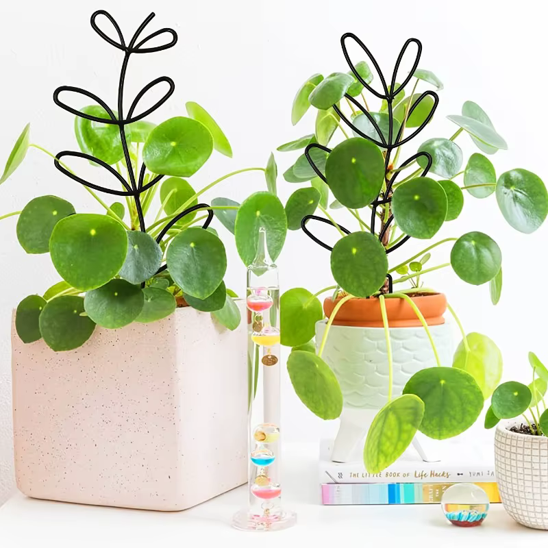 Cadre de Support pour plantes
