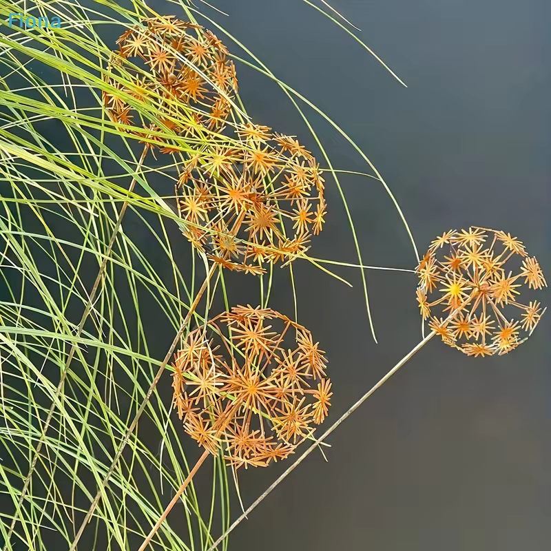 ☽ Piquets de jardin en métal rouillé en forme de pissenlit – Décoration
