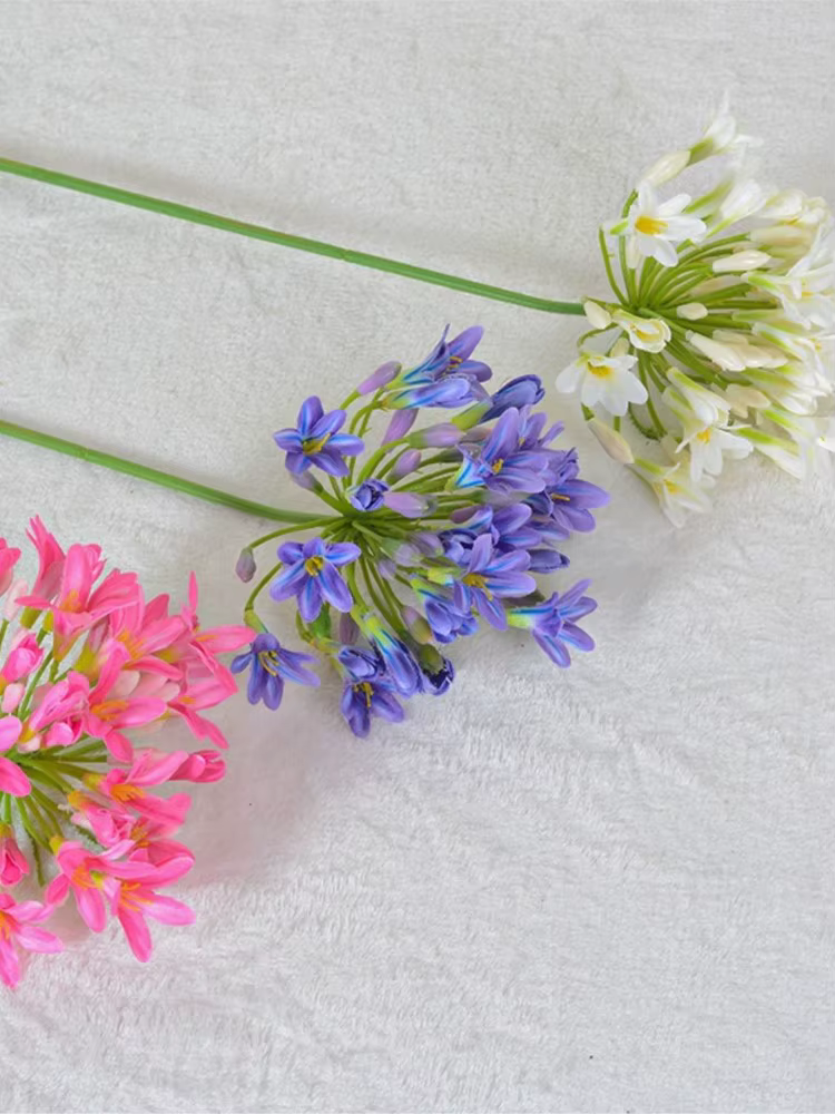 Branche d'agapanthus africaine de luxe