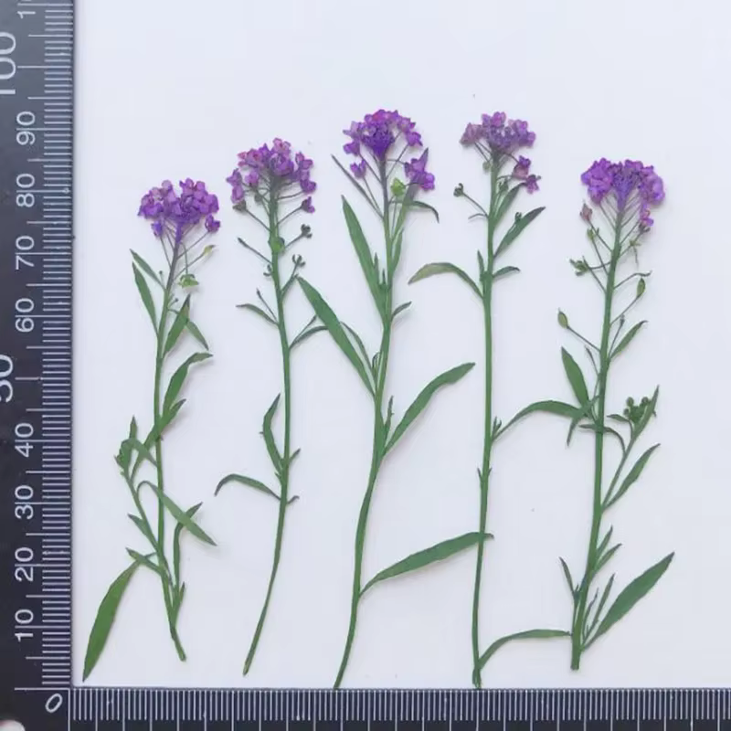 PMurcia-Fleur de Maritima séchée