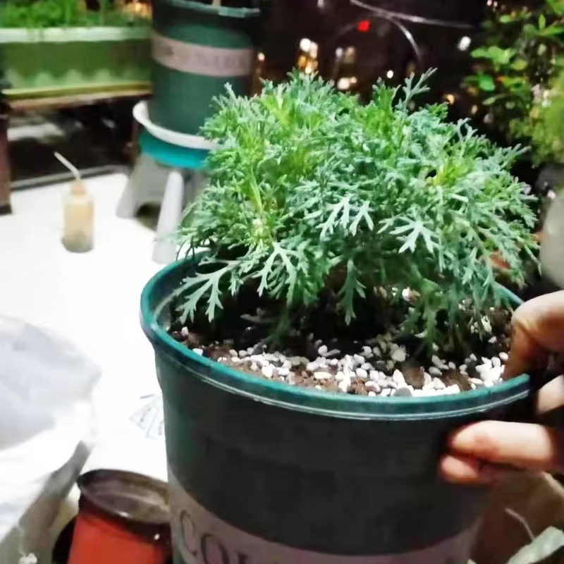 1L/2L Perlite granulés configurer sol nutritif plante pépinière respirant sol libre substrat pour jardin bonsaï
