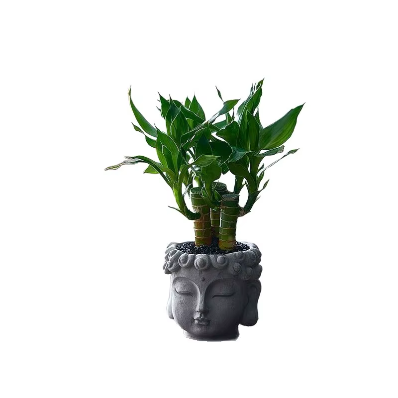 Plante en pot Xiaopan Bodhi