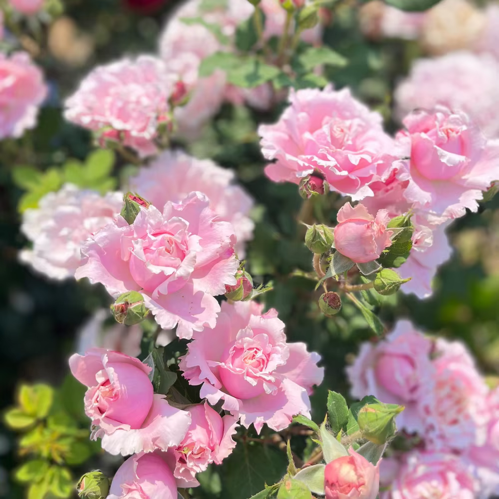 Engrais composé spécial à la rose 30g