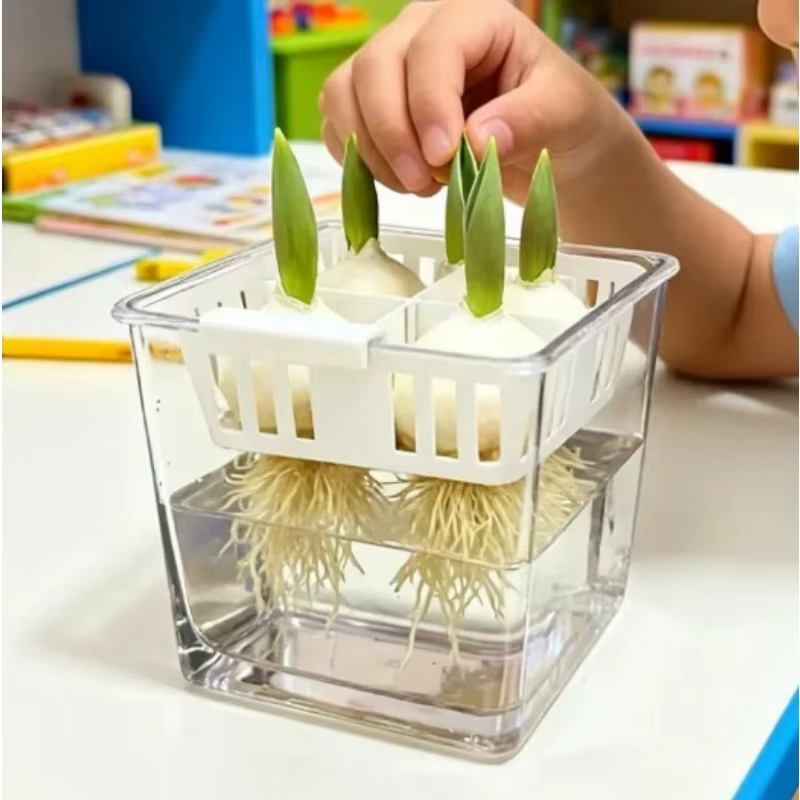 1/3 pots hydroponiques pour bulbes de tulipes